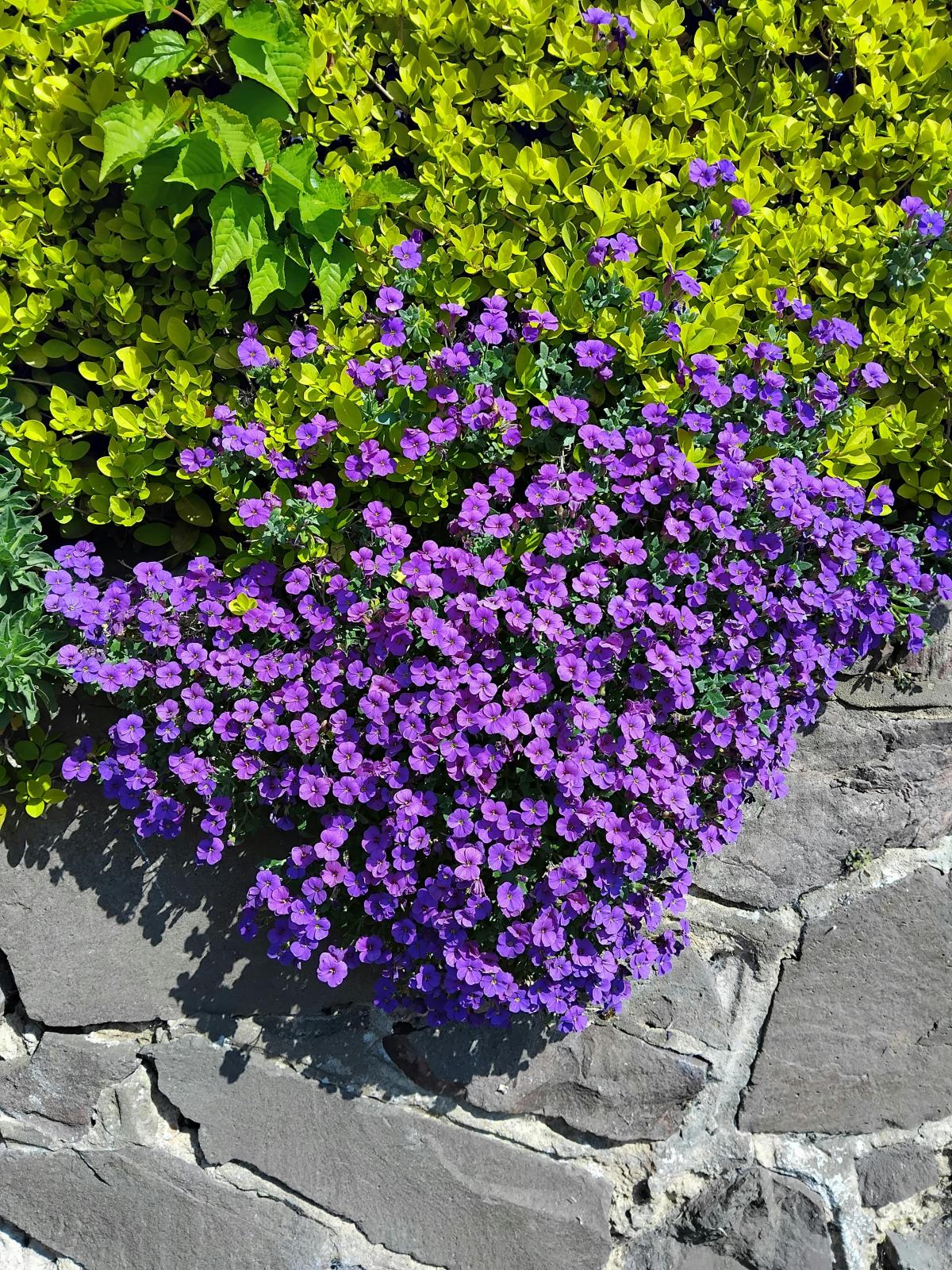 Milyen virágokat ültessünk a temetőben / fotó pexels.com