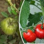 A fitoftóra azonnal eltűnik: két aranyszabály a nagyszerű paradicsomszürethez