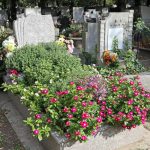 Önvirágzó és alacsony fenntartási igényű: 4 tökéletes virág a sírkertépítéshez
