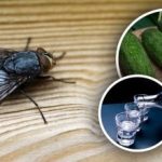 A legyek azonnal eltűnnek: a legjobb természetes gyógymódok a rovarok