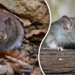 A patkányok egy kőhajításnyira sem jönnek: Hogyan lehet a rágcsálókat