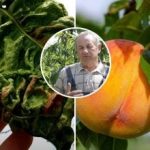 Az őszibarack hálás lesz: csodaszert neveztek el a levélfodrosodás ellen