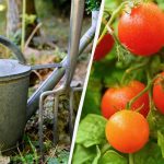 Egy liter ilyen műtrágya július végén – a paradicsom őrült