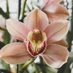 Egyetlen öntözési hiba miatt elrohadhat az orchidea: hogyan kerüljük el?