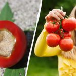 Elég egy kezelés: Hogyan lehet megmenteni a paradicsomot a csúcsrothadástól?