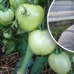 Ez az egész termést érinti: hogyan kell megfelelően gondoskodni a