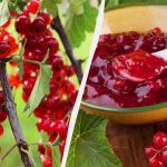 Hogyan készítsünk piros ribizlit télen: három recept a lekvárhoz hosszú