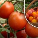 Hogyan segítsük a paradicsom érését vegyszerek nélkül: egy egyszerű, de