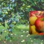 Hol ártalmatlanítsuk az almacseppet, és hogy a komposztba dobható-e: tippek