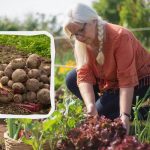 Holdnaptár 2025 augusztusára: mit kell ültetni és mit kell tenni