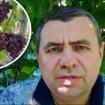 Titkos orvosság a gyógyszeres szekrényből: hogyan védjük meg a szőlőt