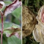 Top 3 csapás, amely elpusztítja a virágokat: rózsabetegségek és kezelésük