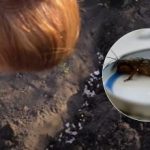 Vegyszerek és erőfeszítés nélkül: egyetlen filléres szerrel minden medvét eltávolíthat